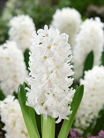 Гиацинт Айлос, 14/15, 1 шт.