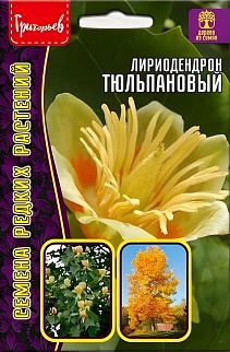 Лириодендрон Тюльпановый, 5 шт.