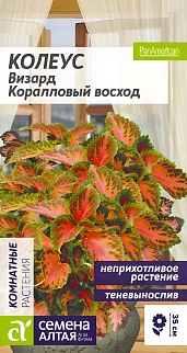 Колеус Визард Коралловый Восход 5 шт.