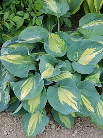 Хоста Тандерболт, 1 шт.