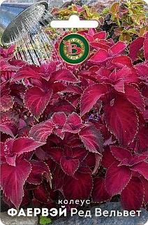Колеус Фаервей Ред Вельвет, 10 шт. Биотехника
