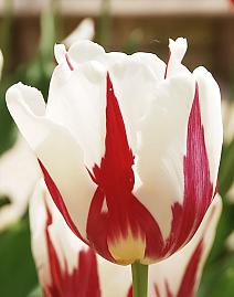 Тюльпан триумф Ремз Сенсейшн, 11/12, 1 шт.