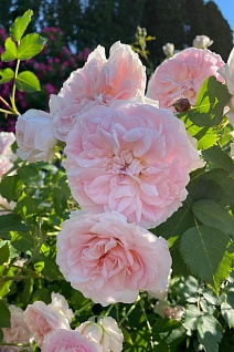 Роза канадская парковая Модэн Блаш/ЦКор