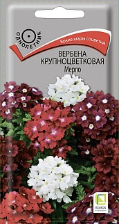 Вербена крупноцветковая Мерло, 10 шт.