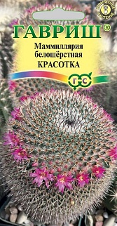 Маммиллярия Красотка, 2 шт. 