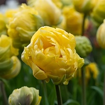 Тюльпан махровый ранний Йеллоу Маргарита, 11/12, 1 шт.