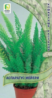 Аспарагус Мейери, 3 шт.