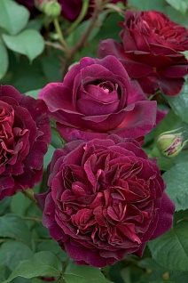 Роза английская парковая Манстед Вуд