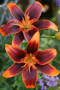 Лилия Фореве Сьюзан, 12/14, 1 шт.