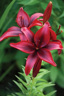 Лилия азиатская Блек Аут, 12/14, 1 шт.