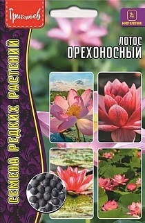 Лотос орехоносный (Nelumbo nucifera), 2 шт.