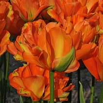 Тюльпан махровый ранний Диснейлэнд Париж, 1 шт.