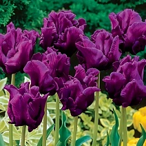 Тюльпан попугайный Негрита Пэррот, 11/12, 1 шт.