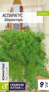 Аспарагус Шпренггера, 5 шт. 