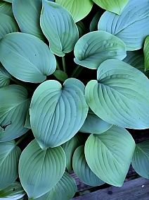 Хоста Блю Перфекшн, 1 шт.