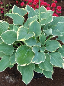 Хоста Сага,1 шт.