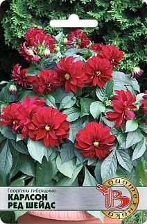 Георгины гибридные Карлсон Ред Шейдс, 10 шт. Биотехника