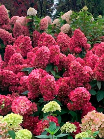 Гортензия метельчатая Бонфайр/ЦКорЛюкс