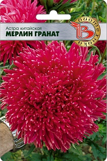 Астра китайская Мерлин Гранат, 50 шт. Биотехника