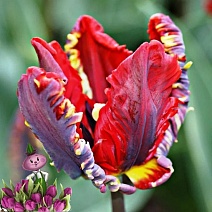 Тюльпан попугайный Рококо, 11/12, 1 шт.