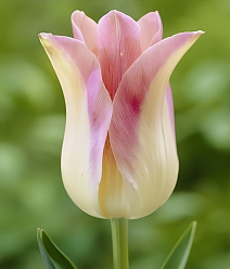 Тюльпан лилиецветный Элегант Леди, 11/12, 1 шт.