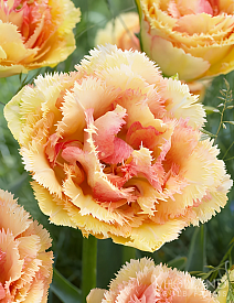 Тюльпан махровый бахромчатый Вайа Кон Диос, 12/+, 1 шт.