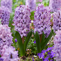 Гиацинт Пурпл Стар, 1 шт.