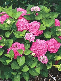 Гортензия крупнолистовая Дансинг Энджел/ЦКорЛюкс