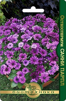 Остеоспермум Санни Парпл, 5 шт. Биотехника