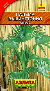 Пальма Вашингтония робуста, 2 шт.