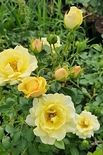 Роза почвопокровная Йеллоу Фэйри/ЦКор