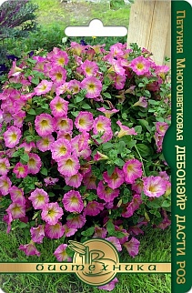 Петуния Дебонэйр F1 Дасти Роз, 6 шт.