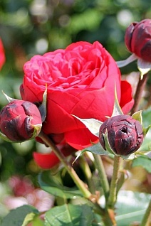 Роза чайно-гибридная Пиано/ЦКор