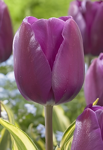 Тюльпан триумф Мадху, 11/12, 1 шт.