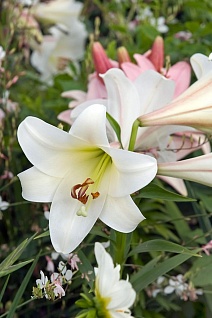 Лилия длинноцветковая Уотч Ап, 12/14, 1 шт.