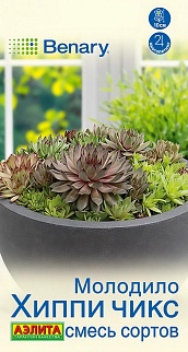 Молодило Хиппи чикс, смесь сортов, 5 шт.