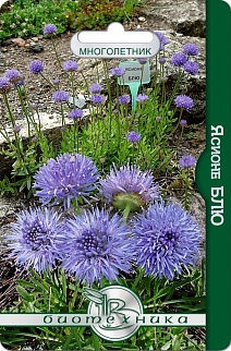 Ясионе Блю, 300 шт. Биотехника