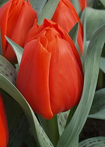 Тюльпан грейга Джиант Оранж Санрайз, 1 шт.