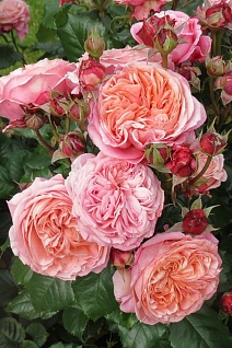 Роза Тантау чайно-гибридная Мэри Энн/ЦКорЛюкс