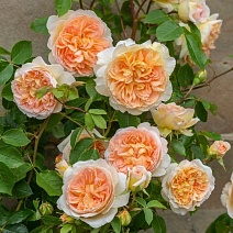 Роза английская парковая Батшеба, 1 шт.