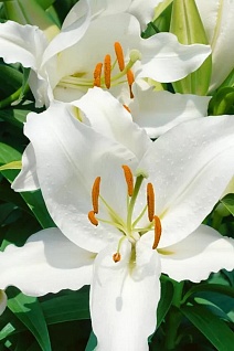 Лилия восточная Фулл Мун, 13/14, 1 шт.