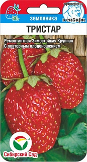 Клубника Тристар, 10 шт. Сибирский сад