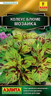 Колеус блюме Мозаика, 5 шт.