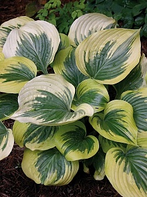 Хоста Бродвей, 1 шт.