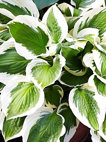 Хоста Силк Роуд, 1 шт.