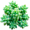 Седум