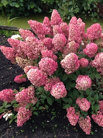 Гортензия метельчатая Сандей Фрайз 