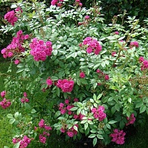 Роза мускусные гибриды Динки/ЦКор