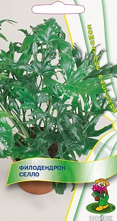 Филодендрон Селло, 3 шт.