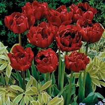 Тюльпан махровый поздний Дядюшка Том, 11/12, 1 шт.